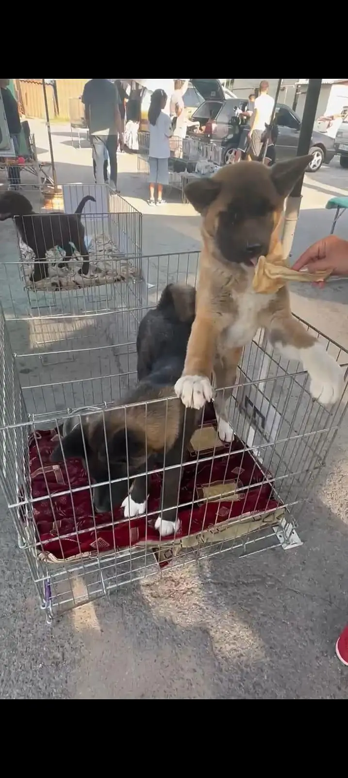 American akita — photo 2