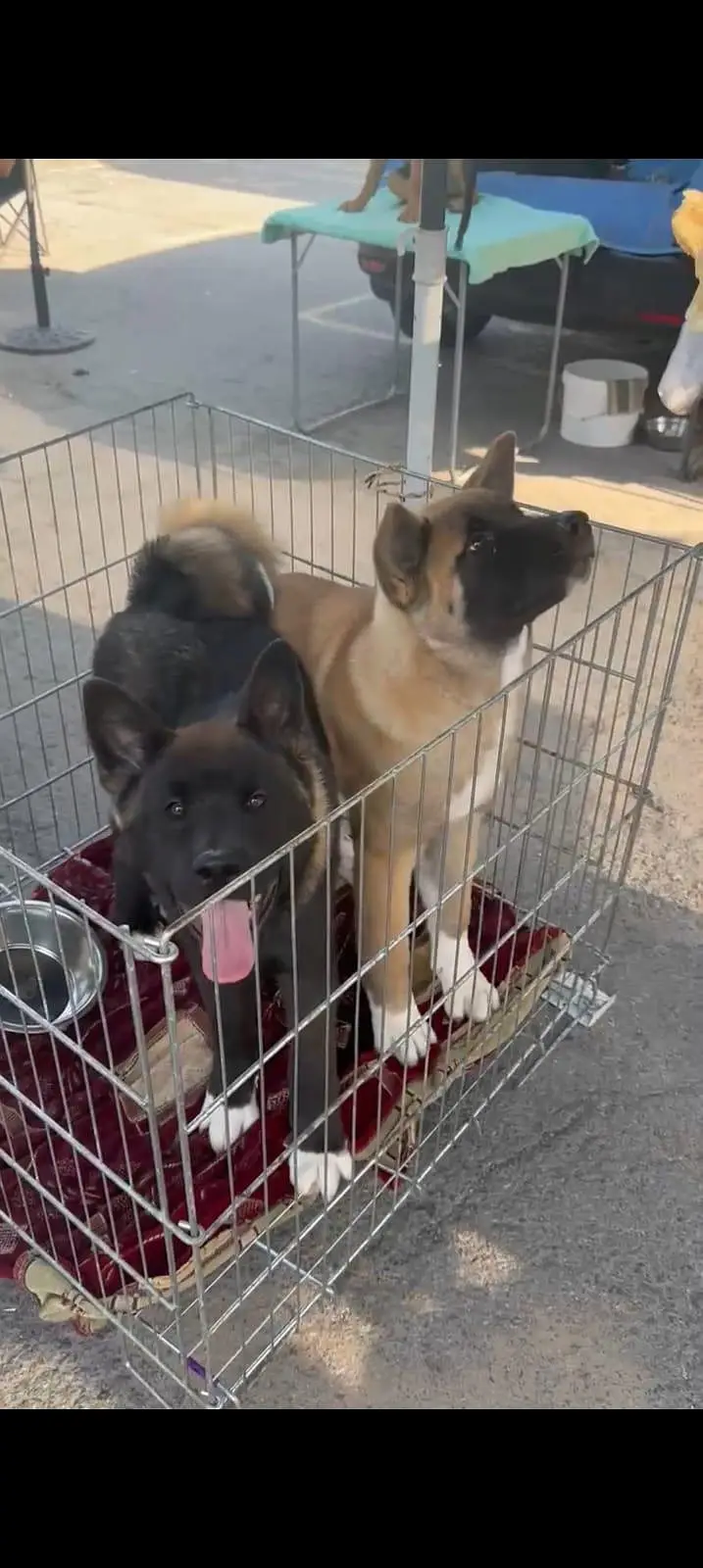 American akita — photo 3