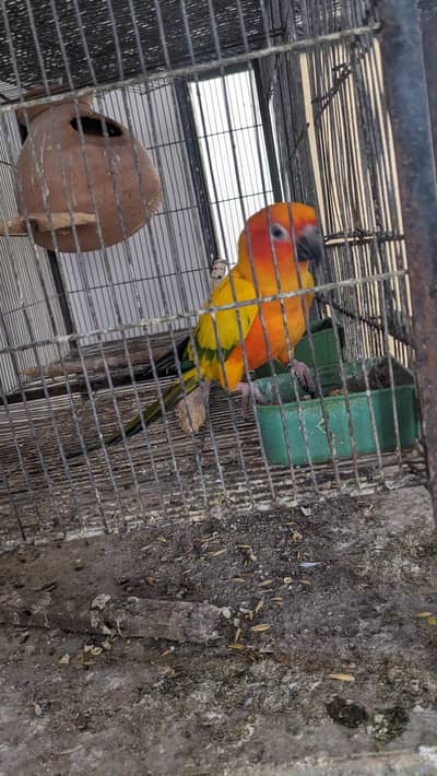 Sun conure adult male