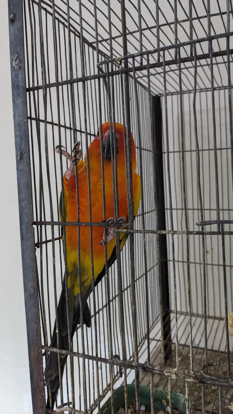 Sun conure adult male — photo 2