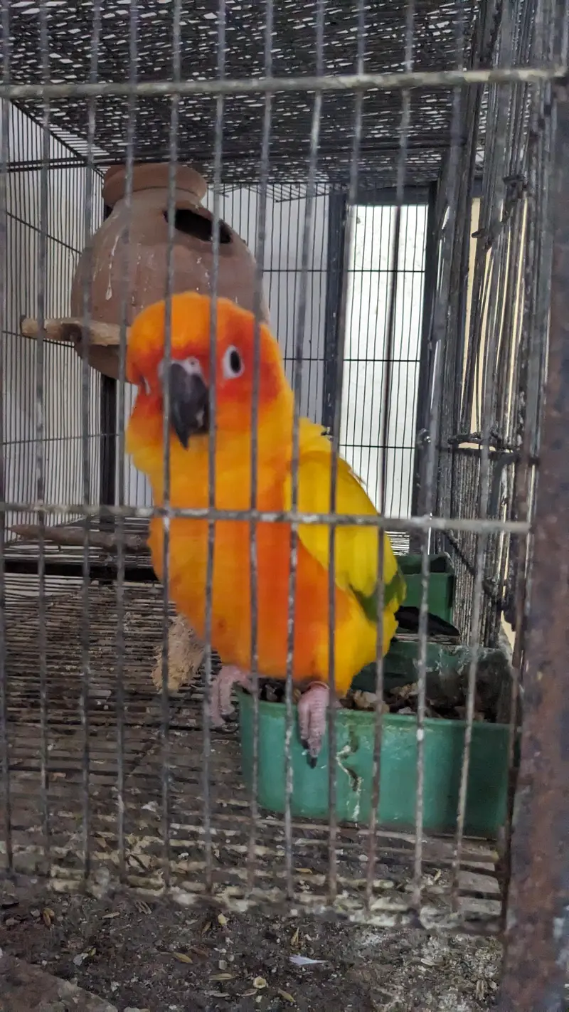 Sun conure adult male — photo 3