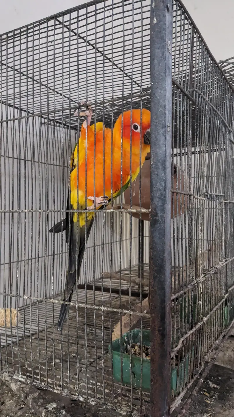Sun conure adult male — photo 4