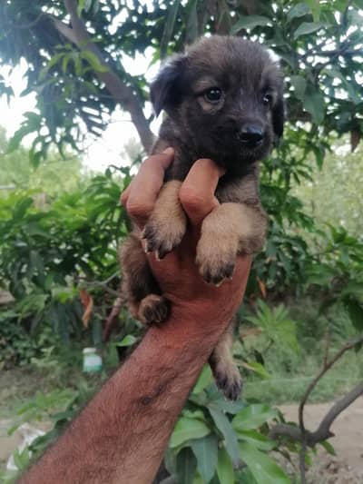pure alsatian bagiyari female puppy