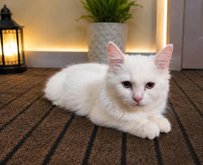 Beautiful White Persian Cat for Sale – Cute & Healthy