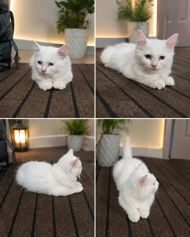 Beautiful White Persian Cat for Sale – Cute & Healthy — photo 4