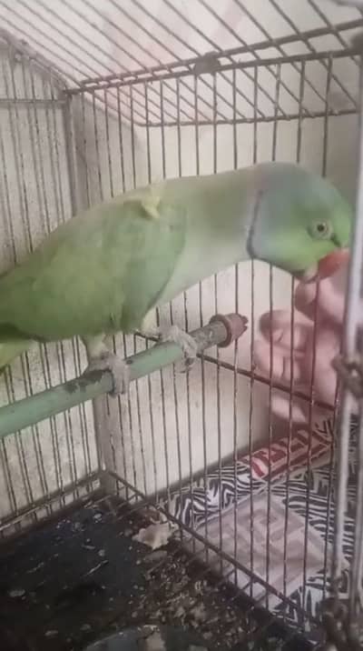 Talking parrot