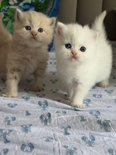 Persian Kittens 3 coat
