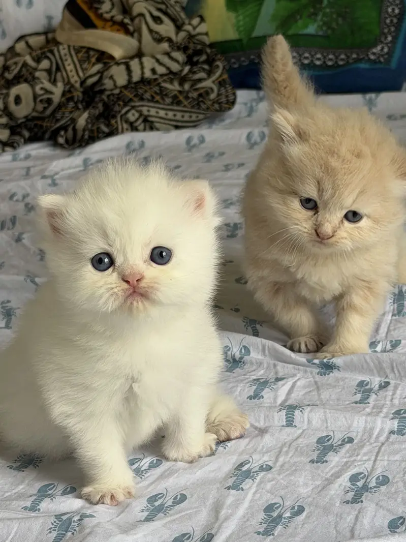 Persian Kittens 3 coat — photo 2