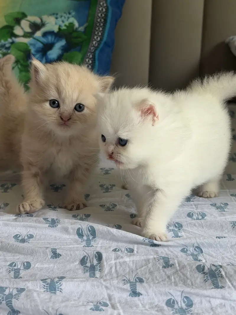 Persian Kittens 3 coat — photo 3