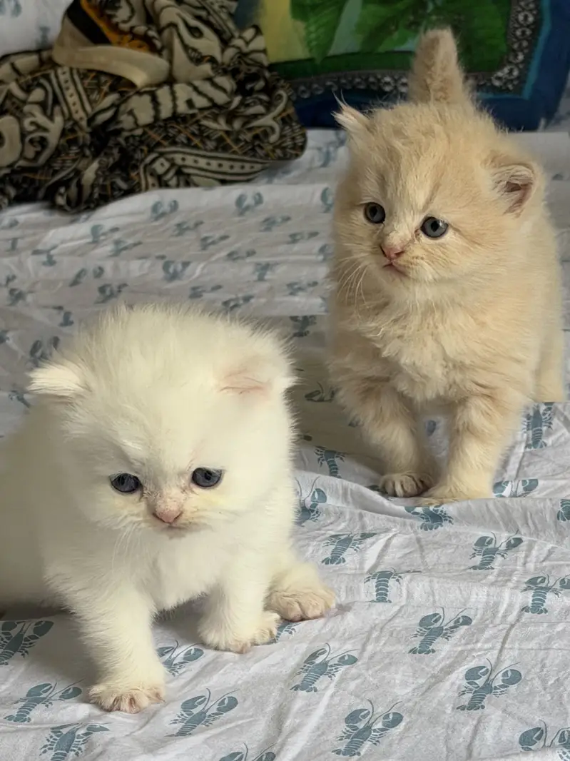 Persian Kittens 3 coat — photo 4