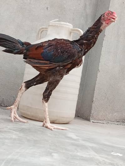 pure Heera aseel| long hight vaitnami aseel phata| long hight aseel|