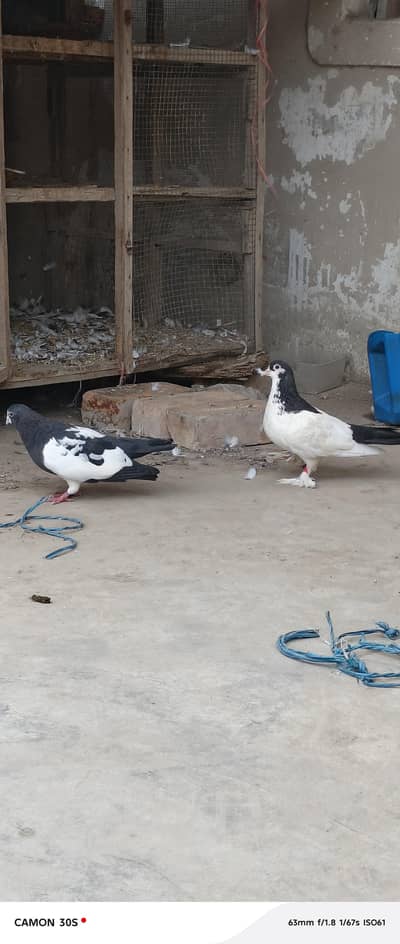pair hai jis bhai ko chae rabta kre