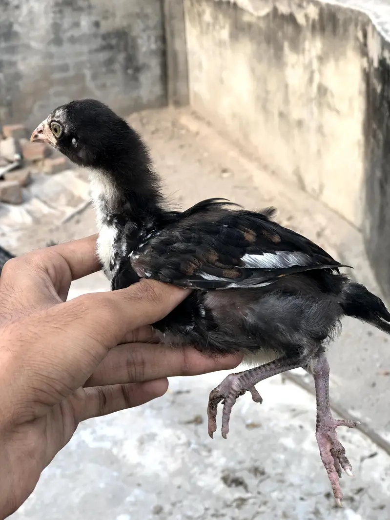 high quality walati — photo 3