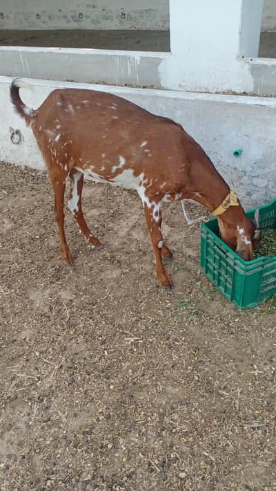 2 Bakriyan 1 bkra for sale