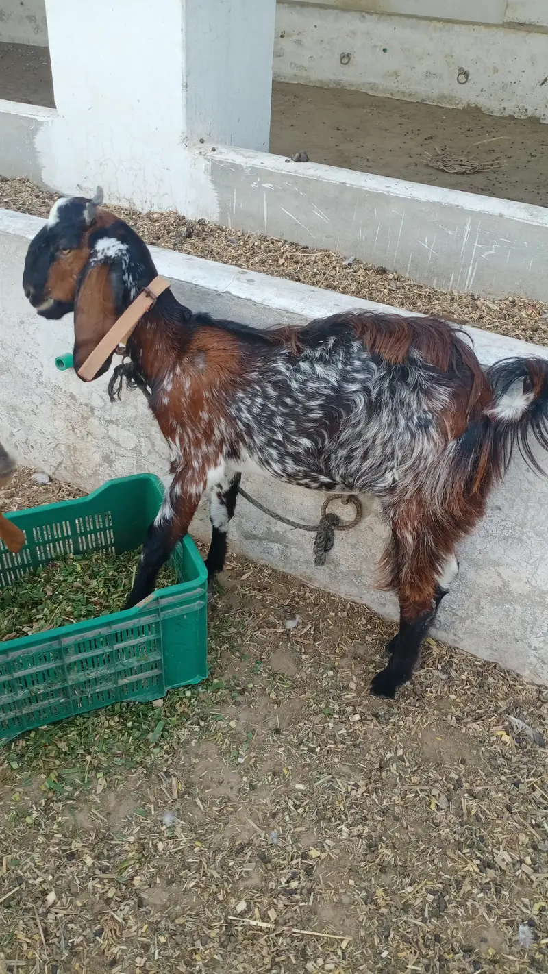 2 Bakriyan 1 bkra for sale — photo 2