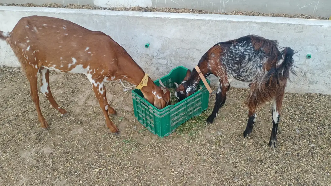2 Bakriyan 1 bkra for sale — photo 3