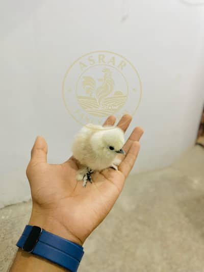 Silkie Chicks available Top quality