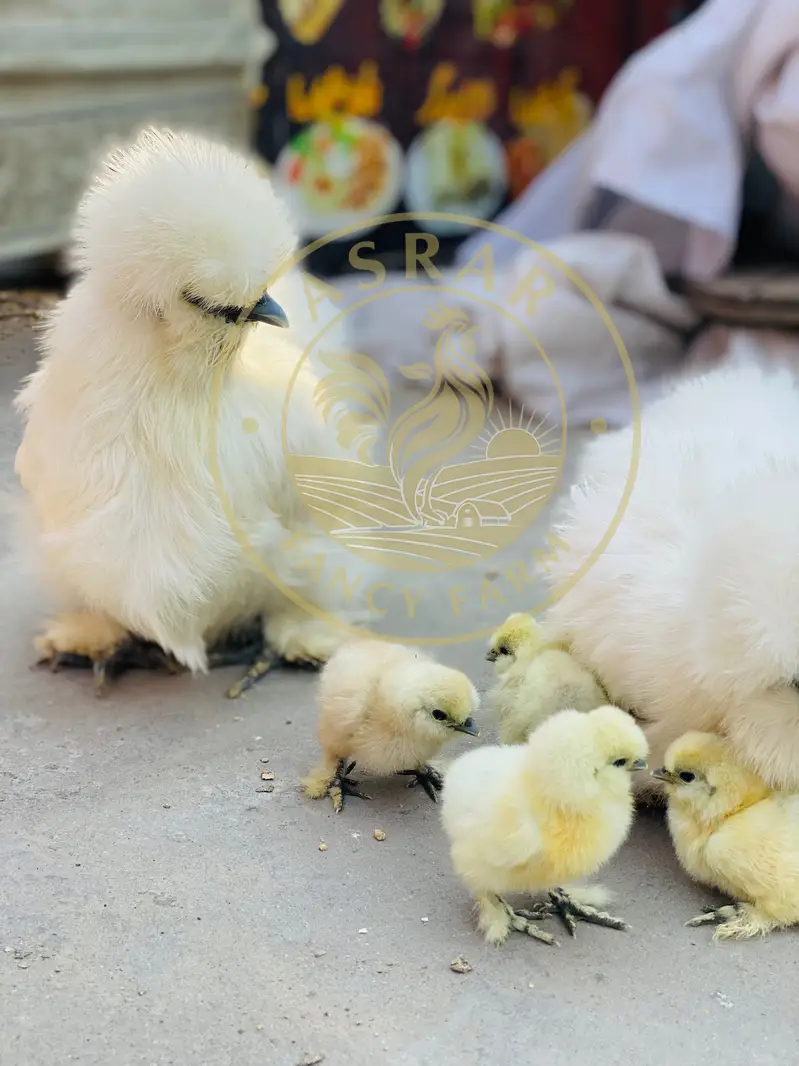 Silkie Chicks available Top quality — photo 3