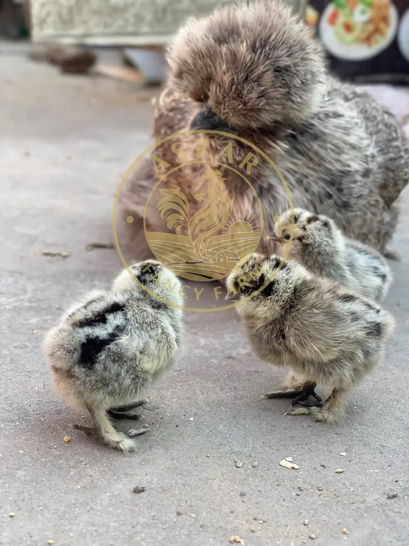 Silkie Chicks available Top quality — photo 4