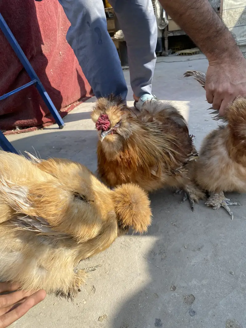 Silkie Chicks available Top quality — photo 5