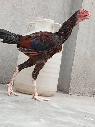 pure Heera aseel female| vaitnam aseel long hight