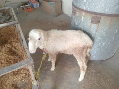  sheep