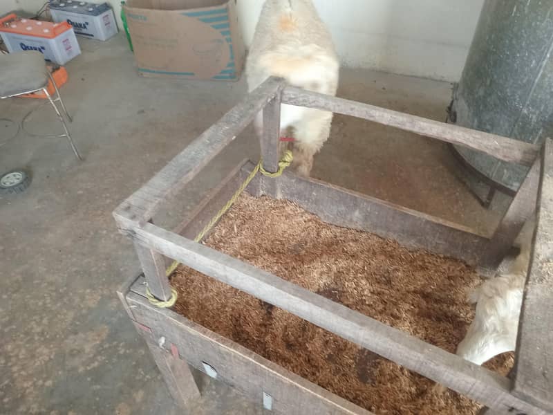  sheep 2