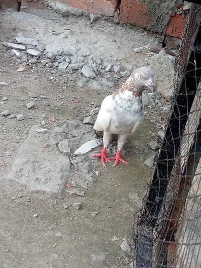 breader male lakha