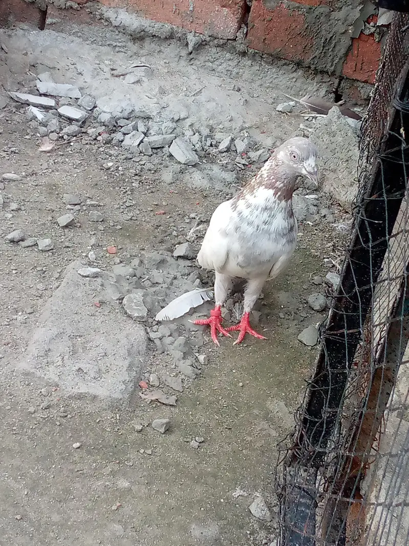 breader male lakha — photo 3