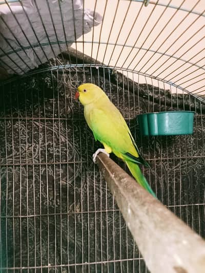 kashmiri kahata for sale
