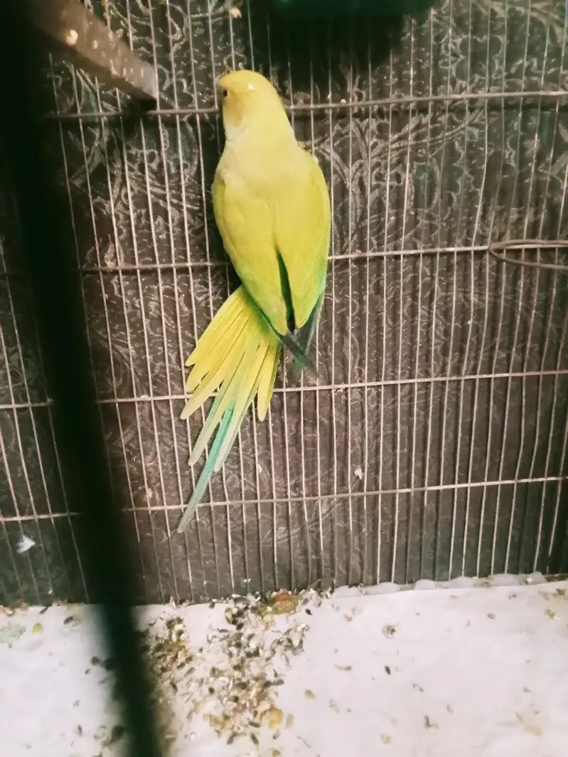 kashmiri kahata for sale — photo 6