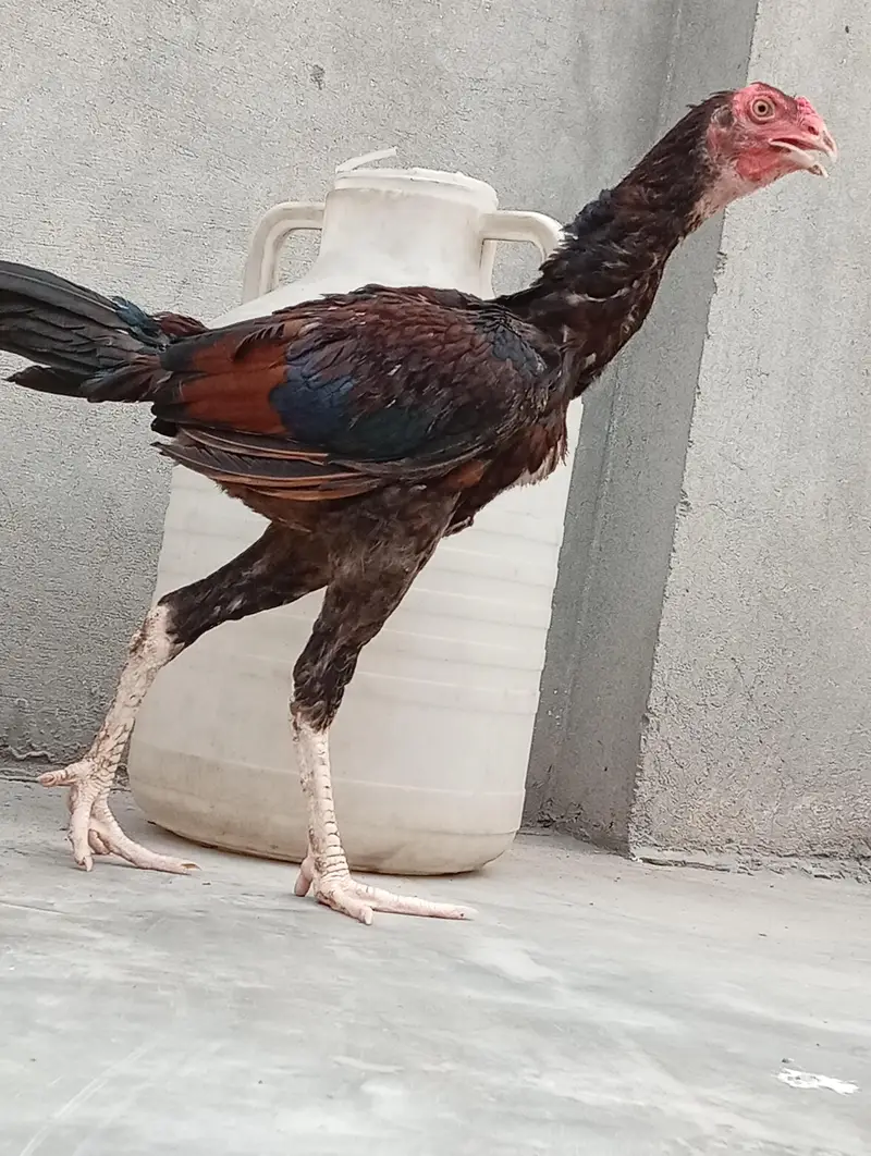 aseel Heera| vaitnam aseel long hight aseel patha — photo 6