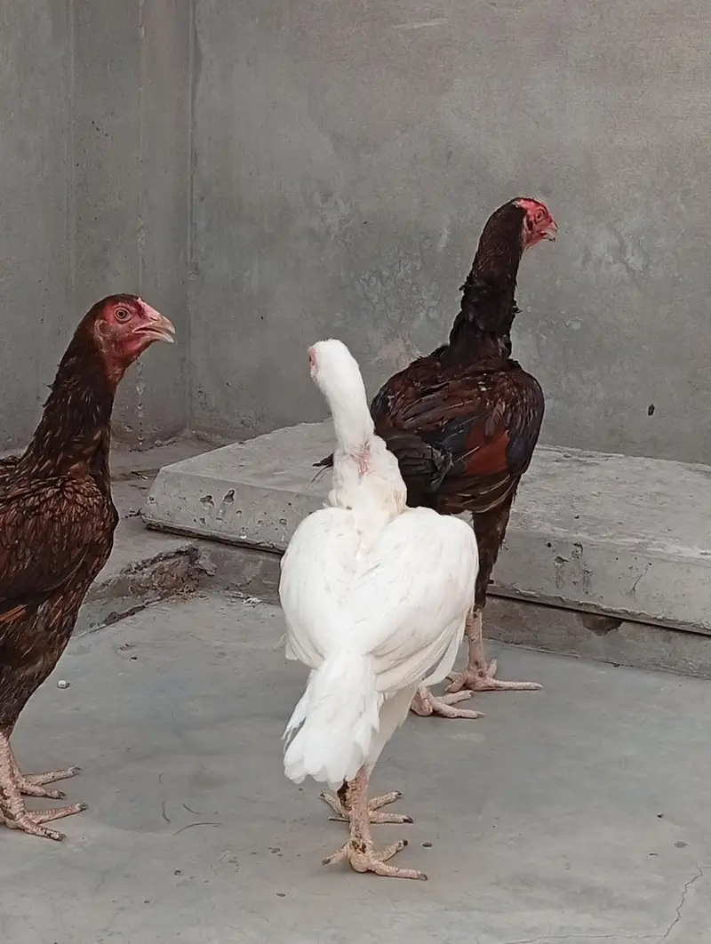aseel Heera| vaitnam aseel long hight aseel patha — photo 7
