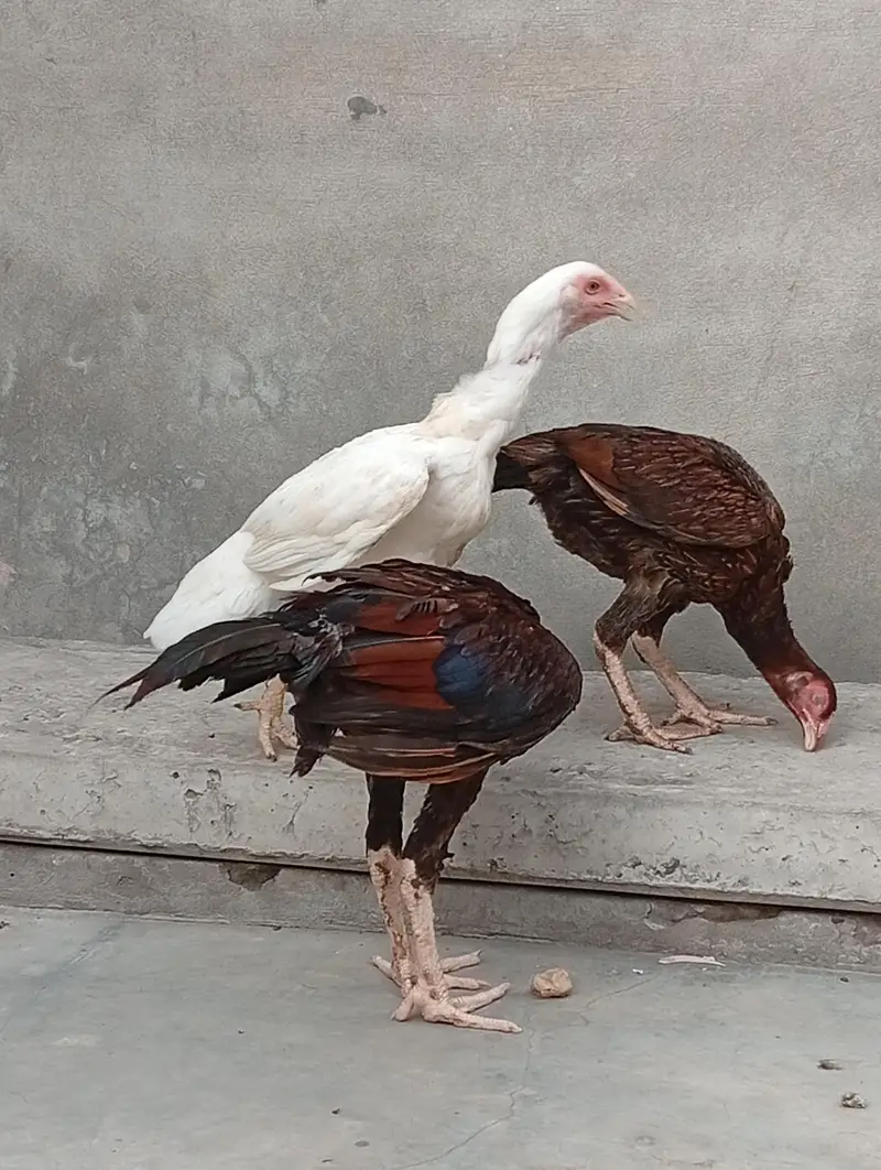 aseel Heera| vaitnam aseel long hight aseel patha — photo 8