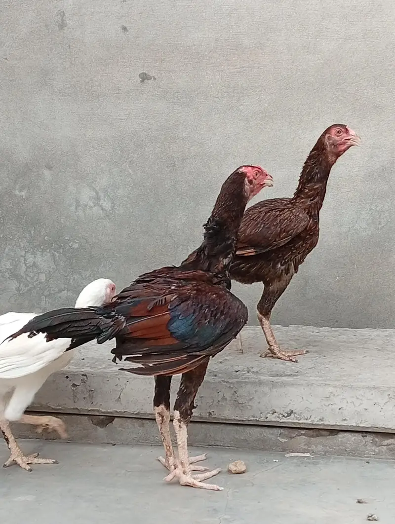 aseel Heera| vaitnam aseel long hight aseel patha — photo 9