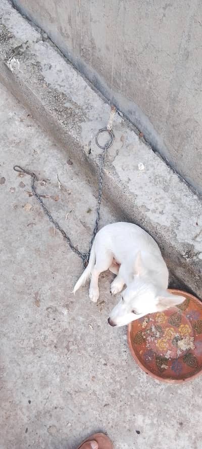 healthy and friendly play full family dog