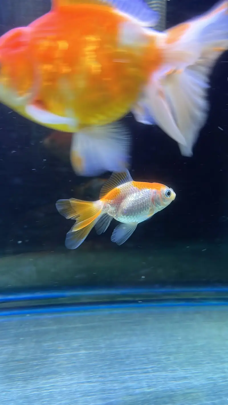 Healthy Goldfish Pair with 2 Babies
