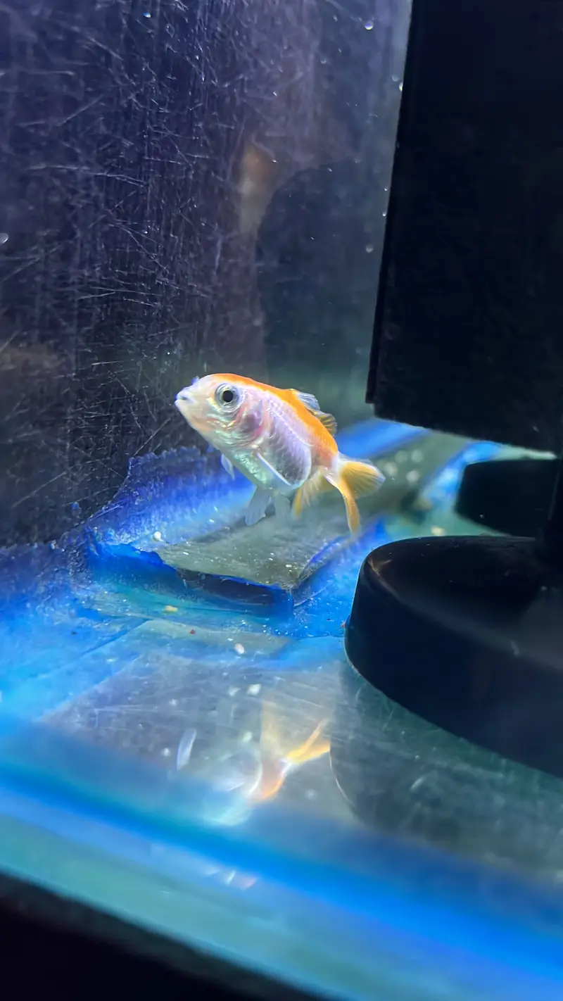 Healthy Goldfish Pair with 2 Babies — photo 2