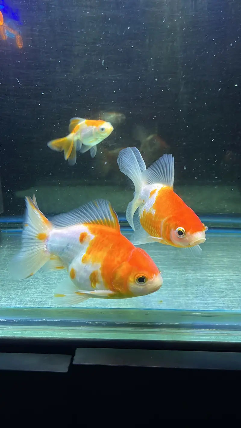 Healthy Goldfish Pair with 2 Babies — photo 3