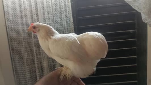 2 Buntam Females available . Good Price