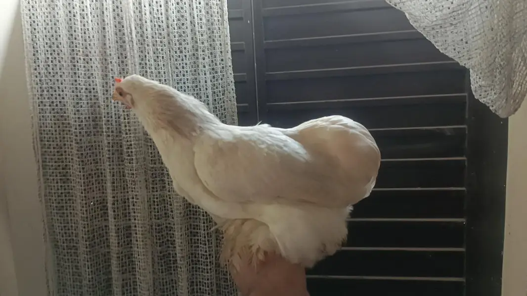 2 Buntam Females available . Good Price — photo 2