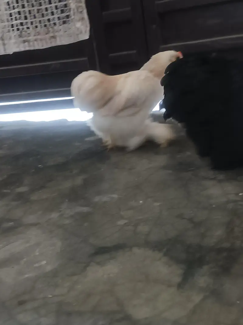 2 Buntam Females available . Good Price — photo 5