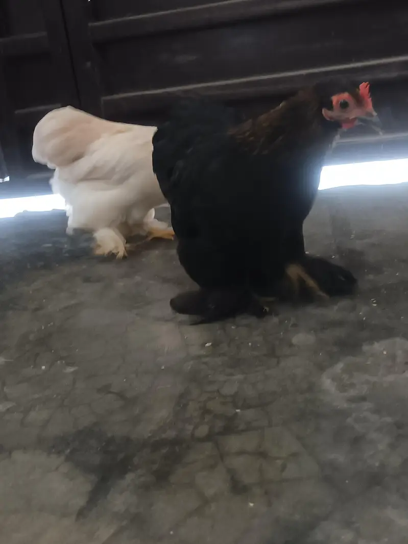 2 Buntam Females available . Good Price — photo 6