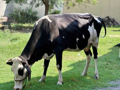 walati gay hai 7moth ki lagi hoi ha