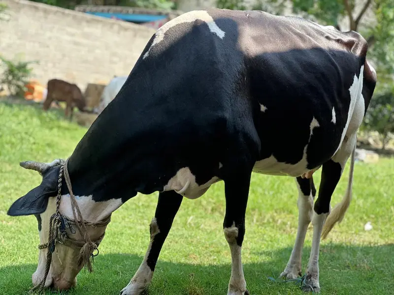 walati gay hai 7moth ki lagi hoi ha — photo 2