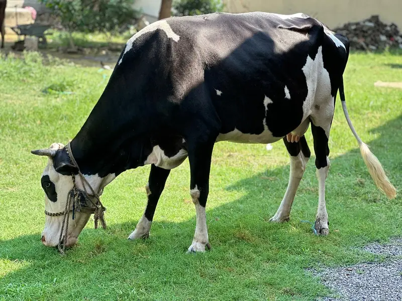 walati gay hai 7moth ki lagi hoi ha — photo 3