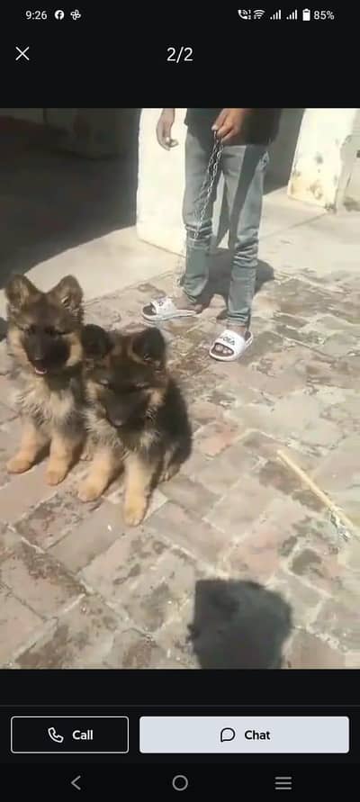 German shepherd | Puppy | GSD | Dog for sale | Whatsapp O32124O54O9