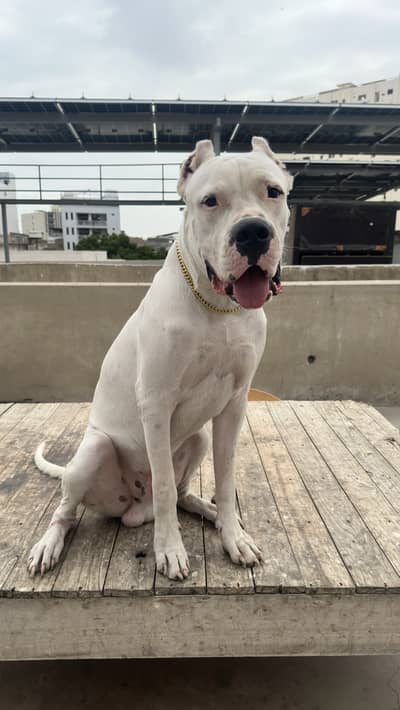Dogo Argentino Male Pup