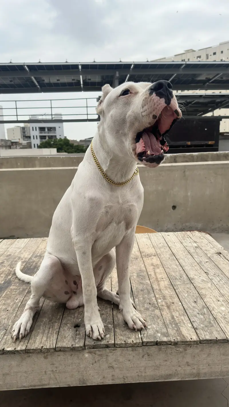 Dogo Argentino Male Pup — photo 2