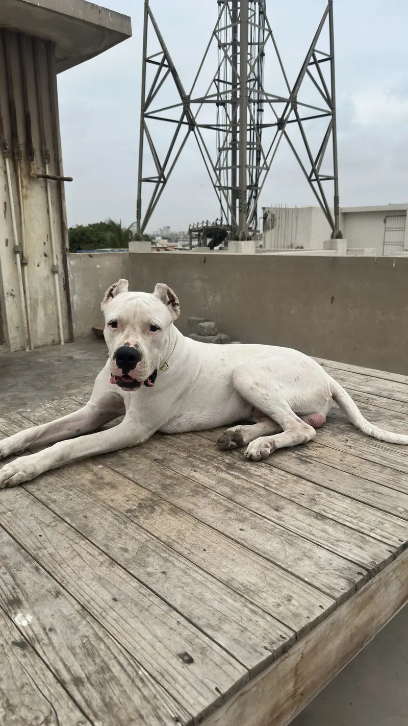 Dogo Argentino Male Pup — photo 3
